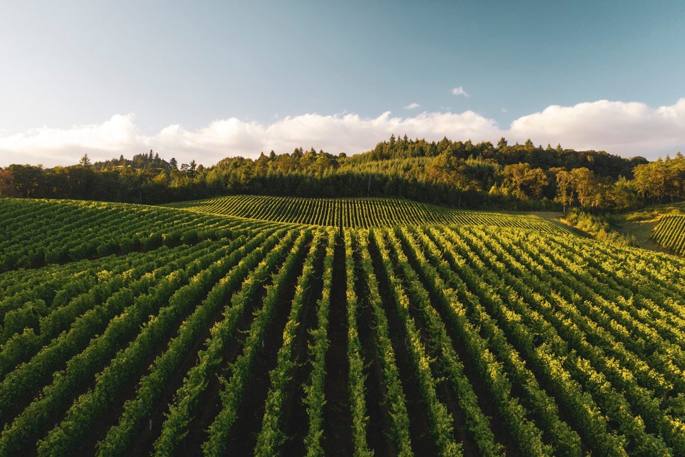 Chile, potencia del vino: cuando competir por valor vale más que competir por volumen